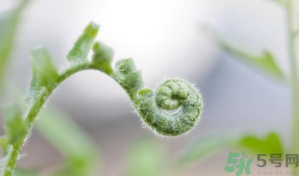 清明節(jié)可以吃甘蔗嗎？清明節(jié)不能吃哪些食物？