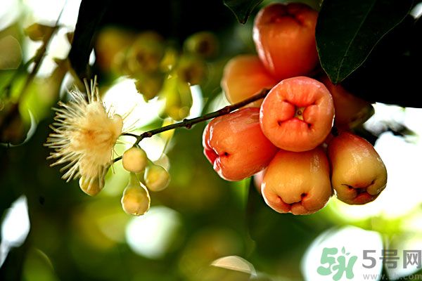 蓮霧月經(jīng)期間能吃嗎？來月經(jīng)能不能吃蓮霧？
