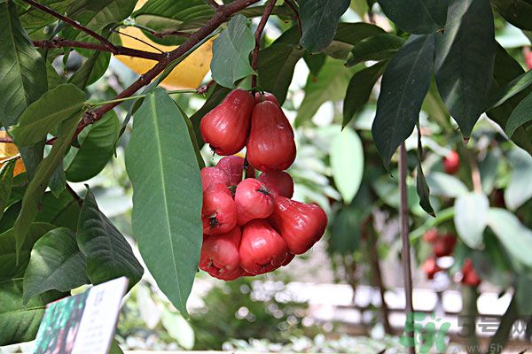 蓮霧月經(jīng)期間能吃嗎？來月經(jīng)能不能吃蓮霧？