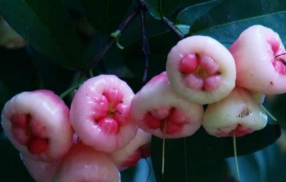 蓮霧皮能吃嗎？蓮霧要不要削皮？