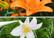 百合花可以吃嗎？百合花吃哪種？