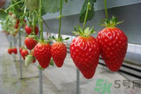 糖尿病可以吃草莓嗎？糖尿病吃草莓好嗎？