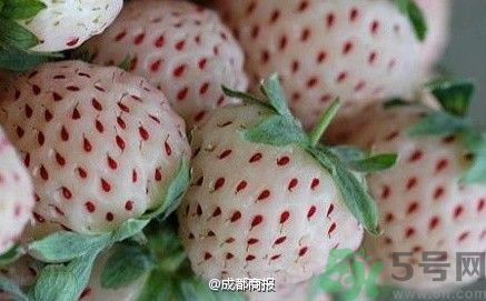 菠蘿莓好吃嗎？菠蘿莓好不好吃？