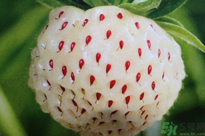 菠蘿莓好吃嗎？菠蘿莓好不好吃？