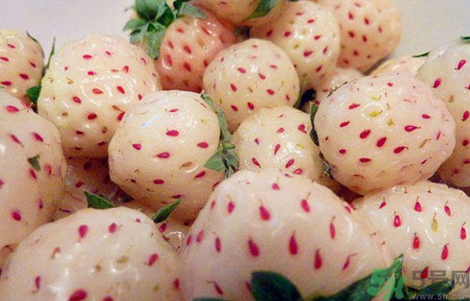 菠蘿莓孕婦能吃嗎？菠蘿莓懷孕可以吃嗎？