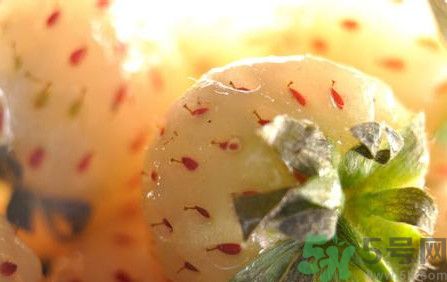 菠蘿莓孕婦能吃嗎？菠蘿莓懷孕可以吃嗎？