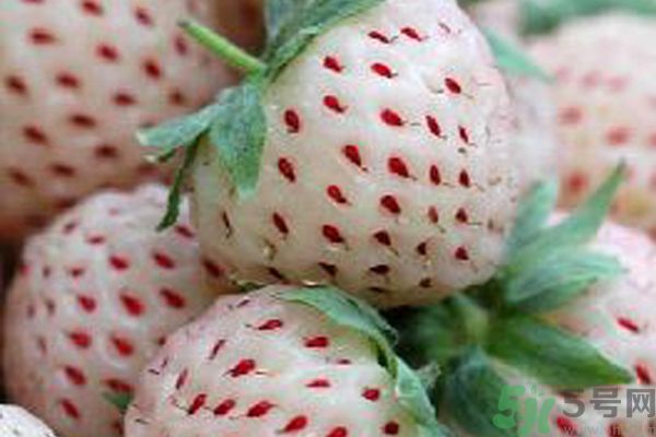 菠蘿莓孕婦能吃嗎？菠蘿莓懷孕可以吃嗎？