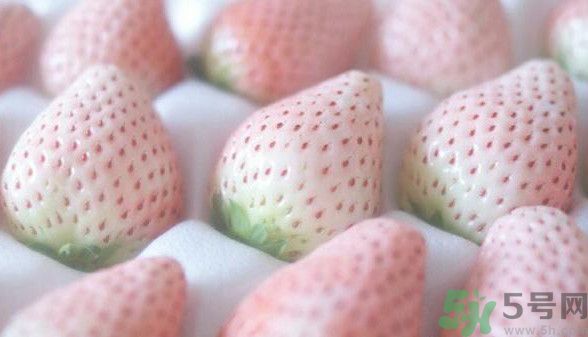 寶寶能吃菠蘿莓嗎？嬰幼兒能吃菠蘿莓嗎？