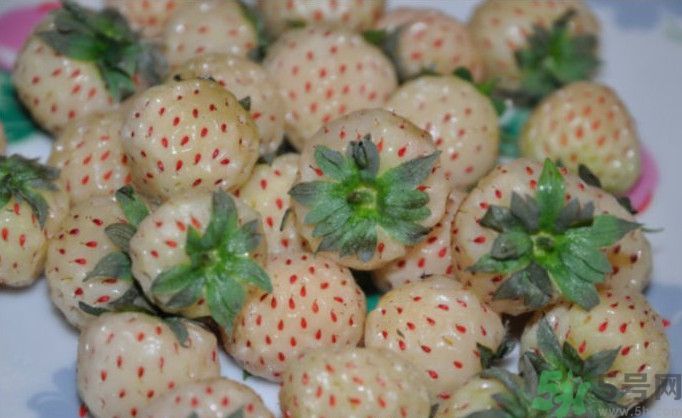 寶寶能吃菠蘿莓嗎？嬰幼兒能吃菠蘿莓嗎？