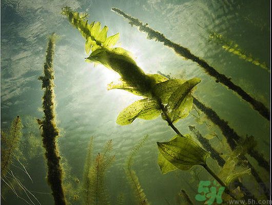 海帶用冷水泡還是熱水泡發(fā)？海帶怎么泡才不會發(fā)硬？