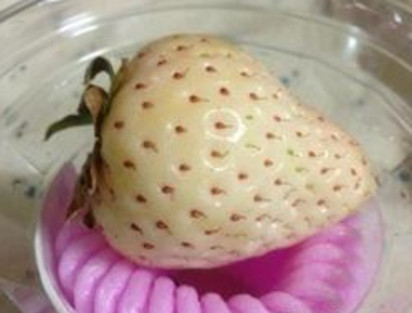 懷孕初期能吃菠蘿莓嗎？懷孕5個月可以吃菠蘿莓嗎？