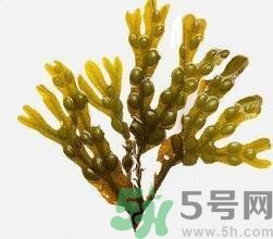 哪種海帶吃起來(lái)比較好？海帶有什么類(lèi)別？