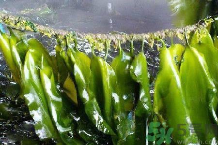 哪種海帶吃起來(lái)比較好？海帶有什么類(lèi)別？