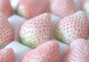 寶寶能吃菠蘿莓嗎？嬰幼兒能吃菠蘿莓嗎？