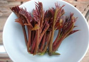 吃香椿會(huì)過敏嗎?吃香椿過敏怎么辦