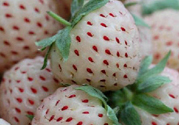菠蘿莓怎么洗才干凈？菠蘿莓怎么清洗？