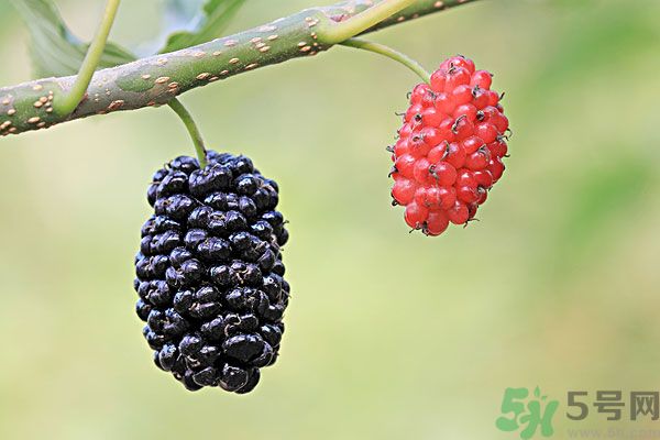 哺乳期能不能吃桑葚？桑葚產(chǎn)婦能吃嗎？