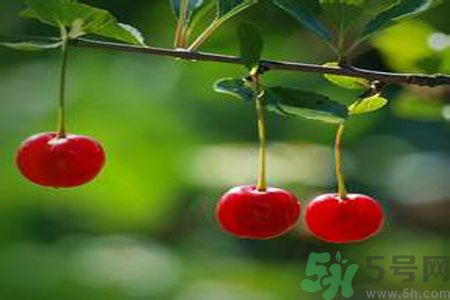 痛風(fēng)可以吃櫻桃嗎？痛風(fēng)吃櫻桃好嗎？
