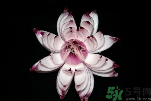 洋蔥可以包餃子嗎？洋蔥怎么做餃子餡？