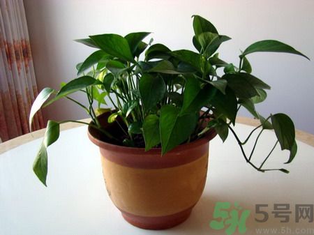 吸收毒氣的植物有哪些？凈化空氣的植物有哪些？