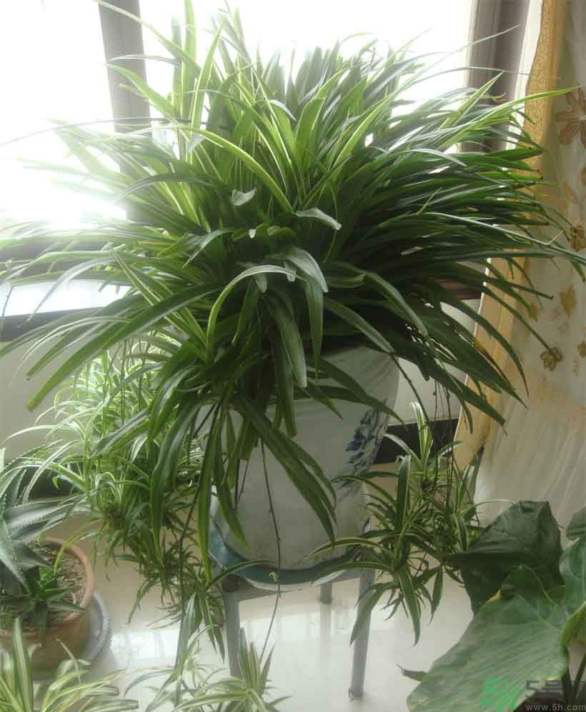 吸收毒氣的植物有哪些？凈化空氣的植物有哪些？