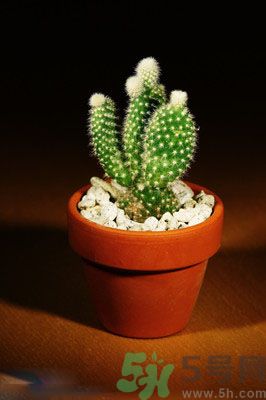 吸收毒氣的植物有哪些？凈化空氣的植物有哪些？