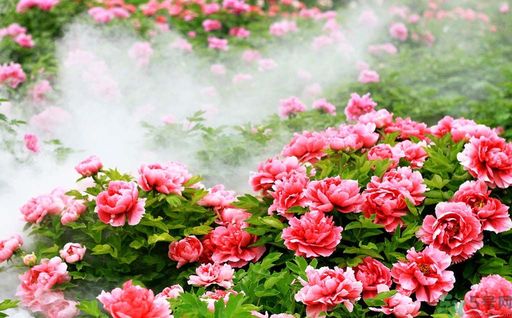 牡丹的花語是什么？牡丹的寓意是什么？