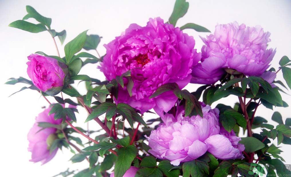 牡丹的花語是什么？牡丹的寓意是什么？