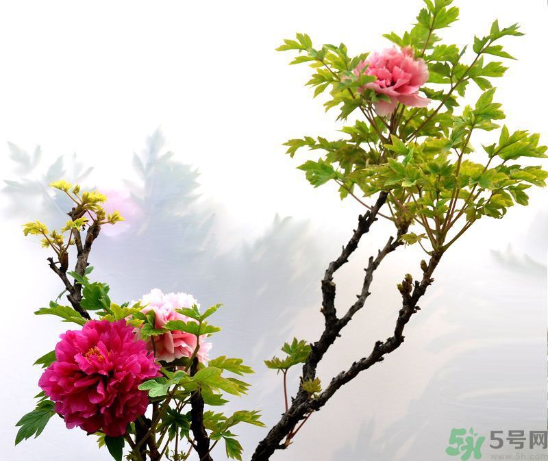 牡丹的花語是什么？牡丹的寓意是什么？