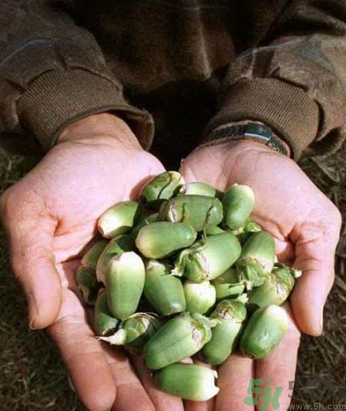 吃檳榔會(huì)致癌嗎？吃檳榔好不好？
