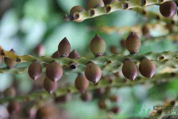 吃檳榔會(huì)致癌嗎？吃檳榔好不好？