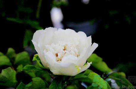 牡丹花可以做面膜嗎？牡丹花怎樣做面膜