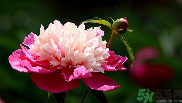 牡丹花可以吃嗎？牡丹花怎么做好吃？