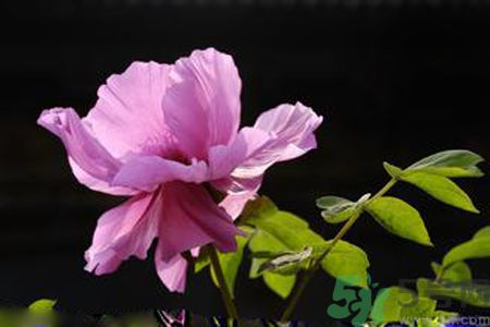 牡丹花可以吃嗎？牡丹花怎么做好吃？