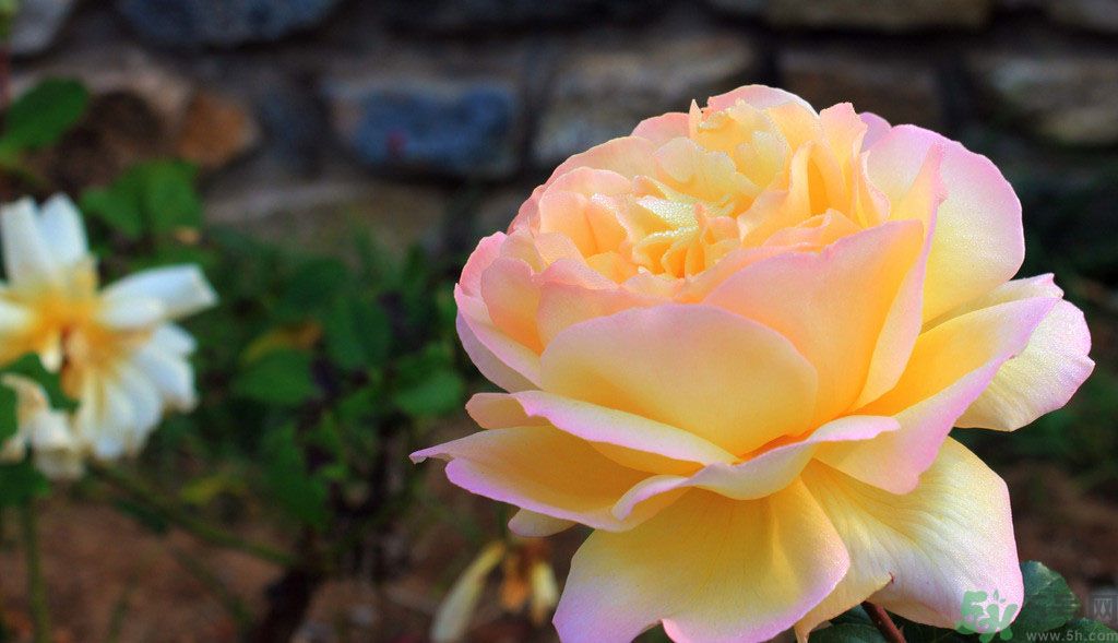 牡丹花茶可以美白嗎？喝牡丹花可以美白嗎？