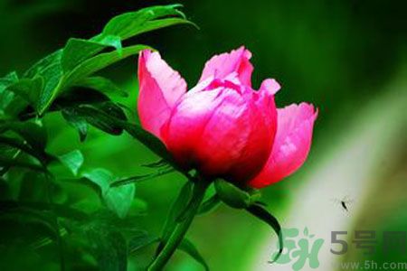 牡丹花茶可以美白嗎？喝牡丹花可以美白嗎？