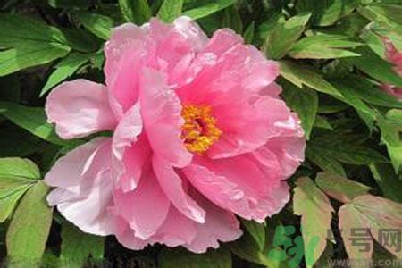 牡丹花茶可以美白嗎？喝牡丹花可以美白嗎？