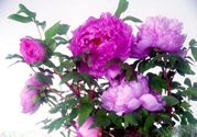 牡丹花可以吃嗎？牡丹花怎么做好吃？