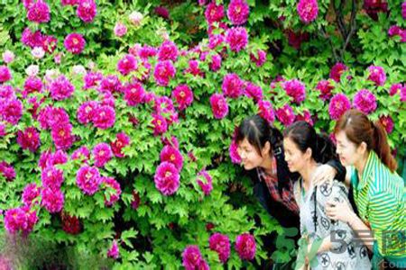 洛陽牡丹文化節(jié)活動(dòng)有哪些？洛陽牡丹文化節(jié)門票是多少？