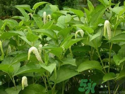 魚(yú)腥草可以止咳嗎？魚(yú)腥草止咳的辦法有哪些？