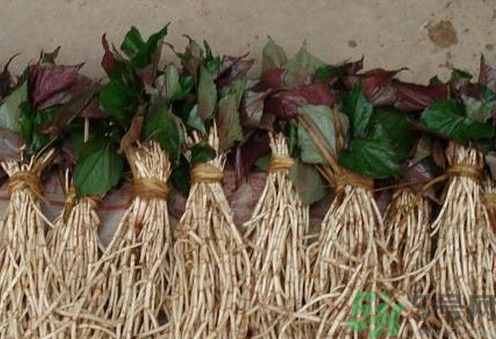 烏藥能和魚腥草一起泡茶喝嗎？烏藥和魚腥草一起吃好不好？