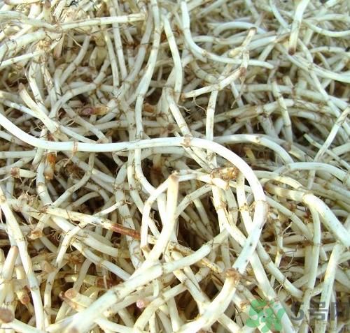 烏藥能和魚腥草一起泡茶喝嗎？烏藥和魚腥草一起吃好不好？