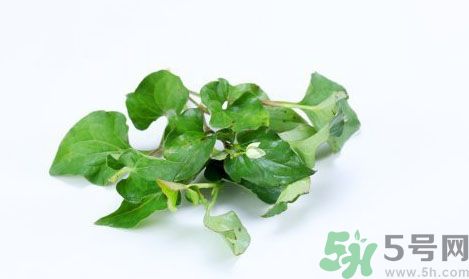 魚(yú)腥草可以抗輻射嗎？魚(yú)腥草怎么防輻射？