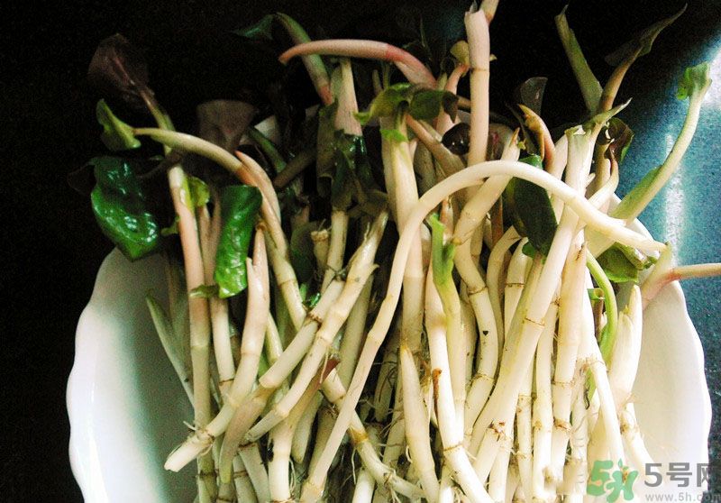 魚(yú)腥草可以抗輻射嗎？魚(yú)腥草怎么防輻射？