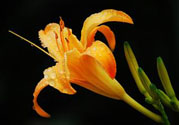 黃花菜可以治療抑郁癥嗎？?jī)蓢嶞S花菜治好了抑郁癥是真的嗎？