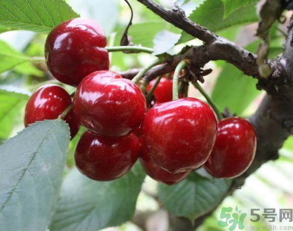 櫻桃是櫻花樹的過(guò)果實(shí)嗎?櫻桃是什么樹的果實(shí)?.jpg