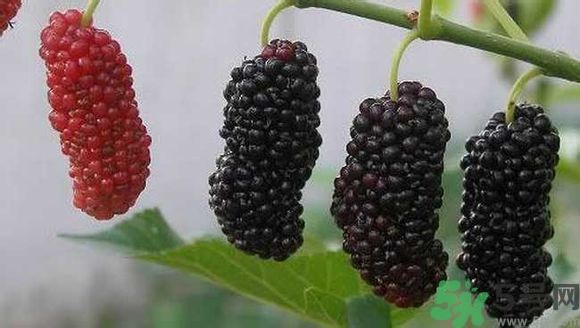 膽囊炎能吃桑葚嗎？膽囊炎吃桑葚好嗎？