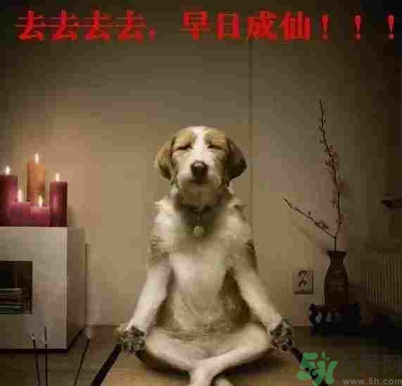 早餐吃面還是包子比較好？早餐吃包子和面健康嗎？