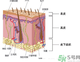 為什么頭發(fā)越來越油？頭發(fā)應(yīng)該幾天洗一次？