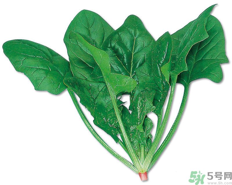 菠菜可以炒韭菜嗎？菠菜和韭菜一起吃怎么樣？